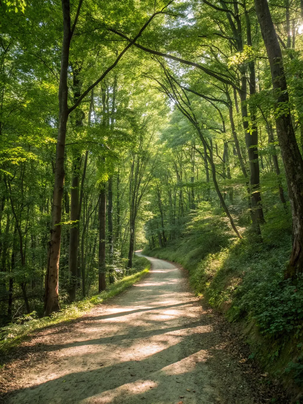 An image of a accessible nature trail, showcasing the association's commitment to making nature accessible to all.